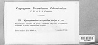 Mycosphaerella octopetalae image
